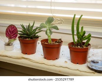 A collection of potted succulents and a vibrant leaf on a windowsill creates a refreshing indoor garden display. - Powered by Shutterstock