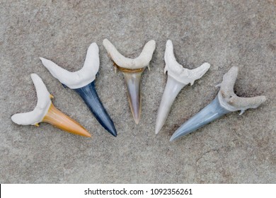 A Collection Of Prehistoric Colorful Fossilized Sand Tiger Shark Teeth