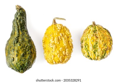 Collection of pumpkins isolated on white background. Decorative Pumpkin close up. Autumn concept
