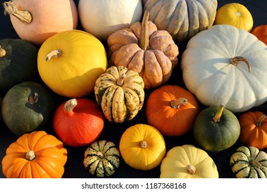 Collection Pumpkins Squash Different Types Colors Stock Photo ...