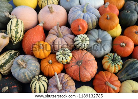A collection of pumpkins and squash of different types and colors. Autumn harvest.