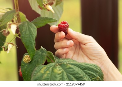 Collection of raspberries. The farmer manually picks organic raspberries in the garden. Red berry on a branch. Close-up hand holding a raspberry.