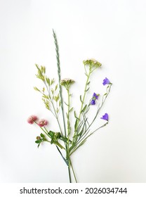 A Collection Of Red Clover, Bluebell Bellflowers, Smooth Meadow Grass, Yarrow, And Smooth Bromes. 