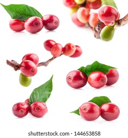 Collection Of Red Coffee Beans On A Branch Of Coffee Tree, Ripe And Unripe Berries Isolated On White Background