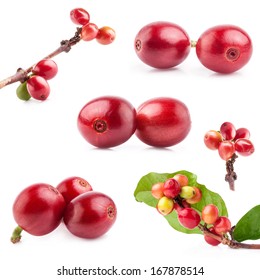 Collection Of Red Coffee Beans On A Branch Of Coffee Tree, Ripe And Unripe Berries Isolated On White Background