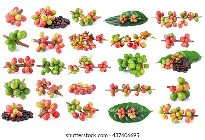 Collection Of Red Coffee Beans On A Branch Of Coffee Tree, Ripe And Unripe Berries Isolated On White Background