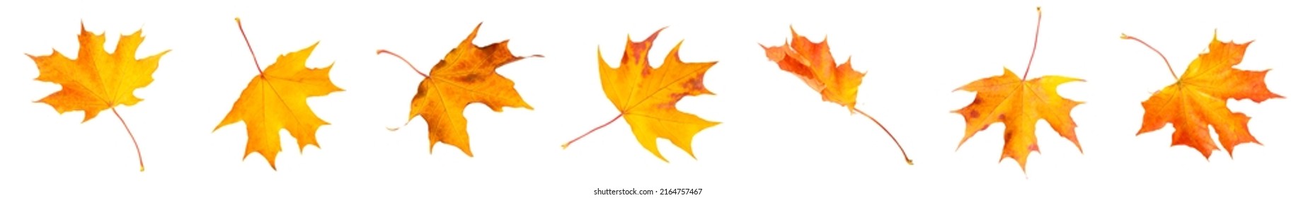 Collection of red fallen autumn leaves isolated on white background. - Shutterstock ID 2164757467