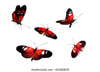 Collection of Red Postman Butterfly or Common Postman (Heliconius melpomene) - Powered by Shutterstock