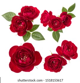 Royalty Free Rote Rose Garten Stock Images Photos Vectors