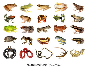 18,802 Frog set Images, Stock Photos & Vectors | Shutterstock