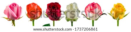 collection of roses, Set of colored rose red isolated flower heads white, pink, red colors