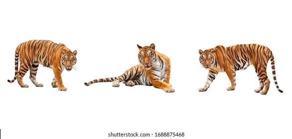 collection, royal tiger (P. t. corbetti) isolated on white background clipping path included. The tiger is staring at its prey. Hunter concept. - Powered by Shutterstock