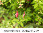 collection of rustic and typical flowers