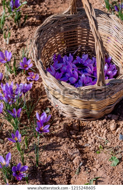 Collection Saffron Wicker Basket Stock Photo (Edit Now) 1215248605