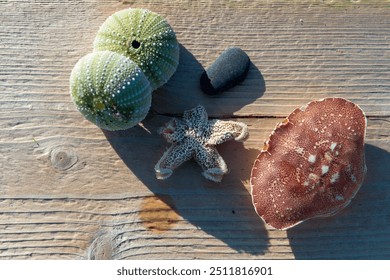 A collection of sea creatures; sea urchin, starfish, crab, and a small beachrock. The dried aquatic fossils are laid on a wooden plank of a wharf.  The items are spiral, speckled and textured. - Powered by Shutterstock