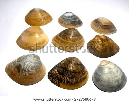 collection of sea shell shells.