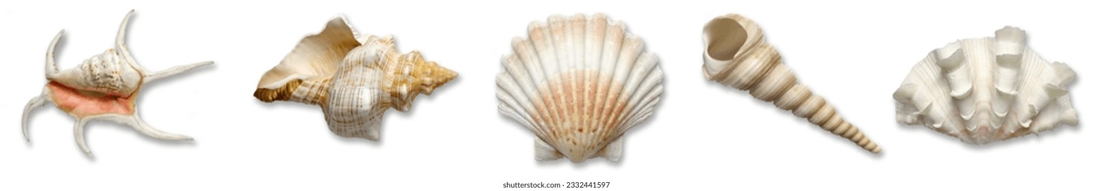 Collection of sea shells on a transparent background