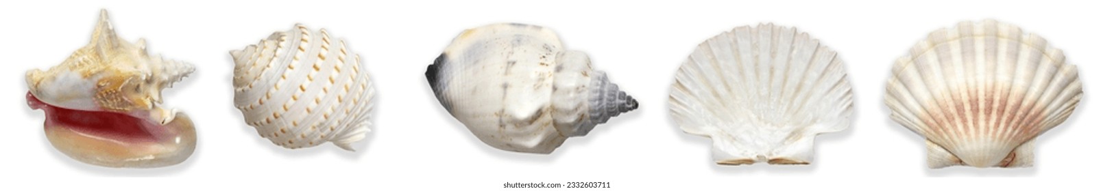 Collection of sea shells on a transparent background