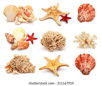 Collection Of Sea Stars, Shells And Coral Isolated On White Background