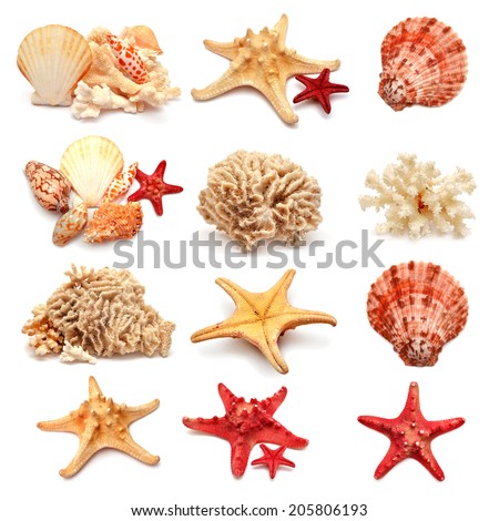 Collection of sea stars, shells and coral isolated on white background