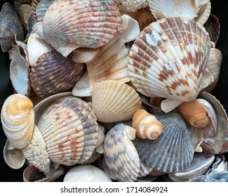 Collection of seashells in different shapes, forms and colors