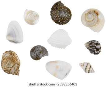 Collection of seashells isolated on a white background. Completely in focus. Focus stacking.