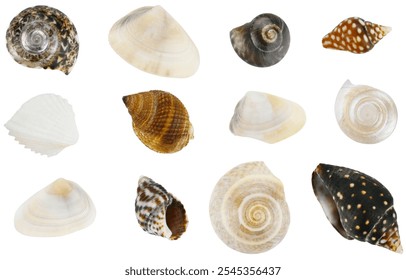 Collection of seashells isolated on a white background. Completely in focus. Focus stacking.