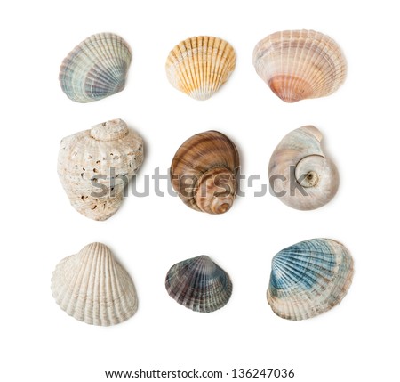 Collection of seashells isolated on white background