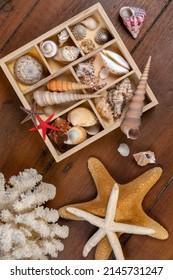 Collection of Seashells - A seashell is usually the exoskeleton of an invertebrate (an animal without a backbone), and is typically composed of calcium carbonate or chitin.