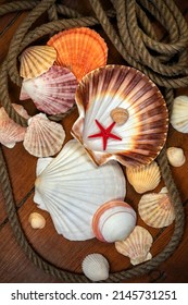 Collection of Seashells - A seashell is usually the exoskeleton of an invertebrate (an animal without a backbone), and is typically composed of calcium carbonate or chitin.