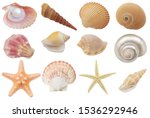 Collection of seashells and starfish  isolated on white background