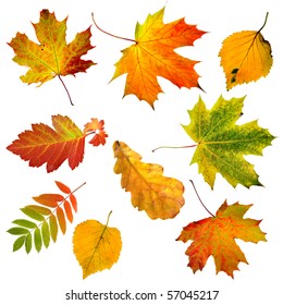 1,439,857 Autumn leaves on white background Images, Stock Photos ...