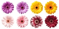 Collection Set Of Burgundy Purple Violet Yellow Peach Pink Stalk Of Gerber Gerbera Daisy Daisies Flower Top View On White Background Cutout, File. Mockup Template Artwork Graphic Design