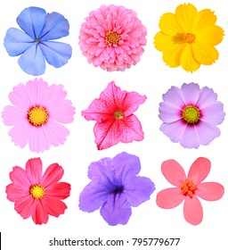 144 Mexican morning glory Images, Stock Photos & Vectors | Shutterstock