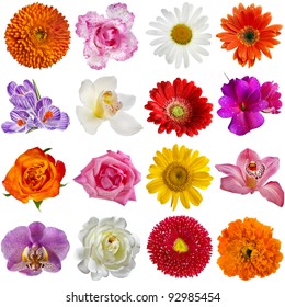 Flower Head Images, Stock Photos & Vectors | Shutterstock