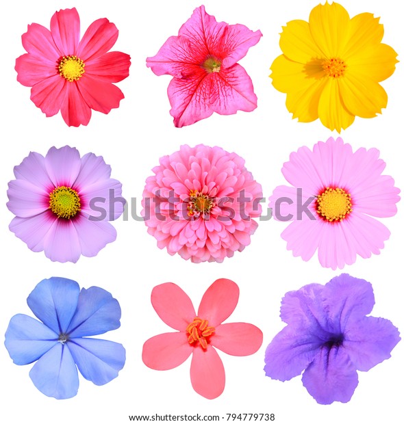 Collection Set Flower Heads Isolated On Stock Photo 794779738 ...