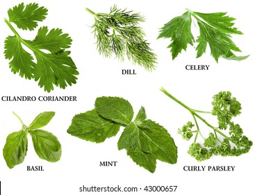 27,338 Herb Names Images, Stock Photos & Vectors | Shutterstock