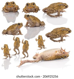 37 Frog drier Images, Stock Photos & Vectors | Shutterstock