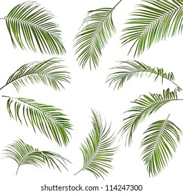 Collection Set Of Green Palm Leaves Isolated