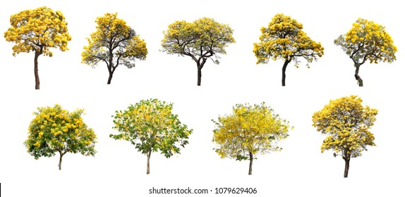 The collection set of isolated golden yellow cortez flower blossom trees on white background for spring and summer season design - Powered by Shutterstock