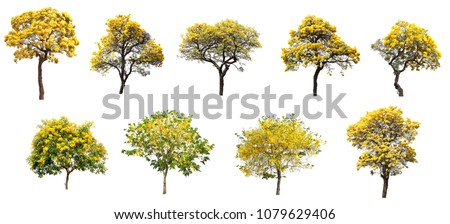 The collection set of isolated golden yellow cortez flower blossom trees on white background for spring and summer season design