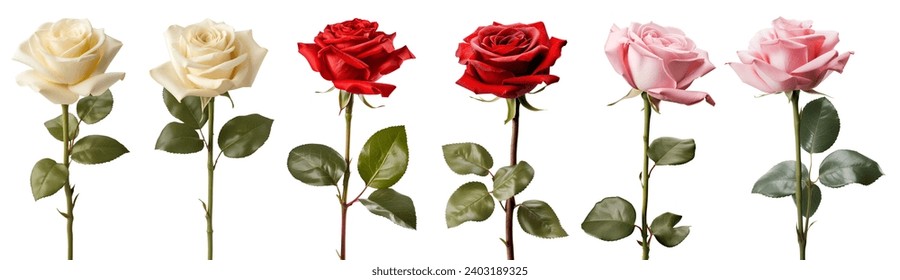 Collection set of red pink cream stalk of rose roses flower floral with leaves on white background cutout file. Mockup template artwork graphic design - Powered by Shutterstock