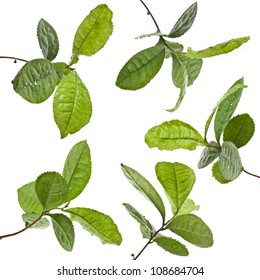 Collection Set Of Tea Leaves Plant Isolated On A White Background