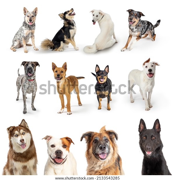 1 Akita And Australian Shepherd Mix Images, Stock Photos & Vectors