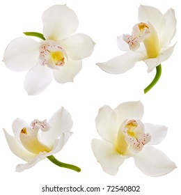 Collection Set Of White Orchid Isolated On White