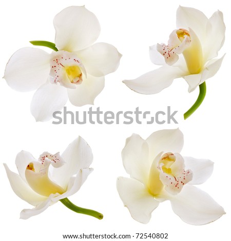 Collection set of White orchid isolated on white