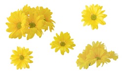 Collection, Set Of Yellow Isolated Chrysanthemums On A White Background