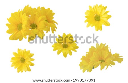 Collection, set of yellow isolated chrysanthemums on a white background