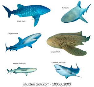 5,862 Shark species Images, Stock Photos & Vectors | Shutterstock