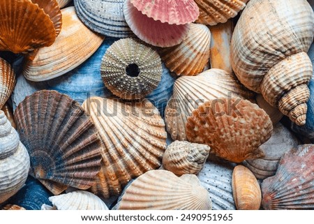 A collection of shells collected on beaches in Ireland